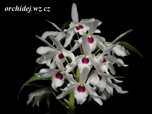 Dendrobium Marie Noel